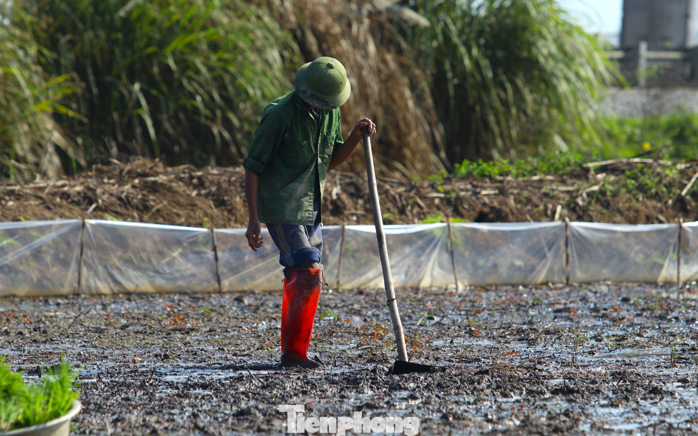 Trước khi cấy lúa, ruộng sẽ được chủ ruộng cày và san bằng phẳng để lúa có thể phát triển tốt hơn.