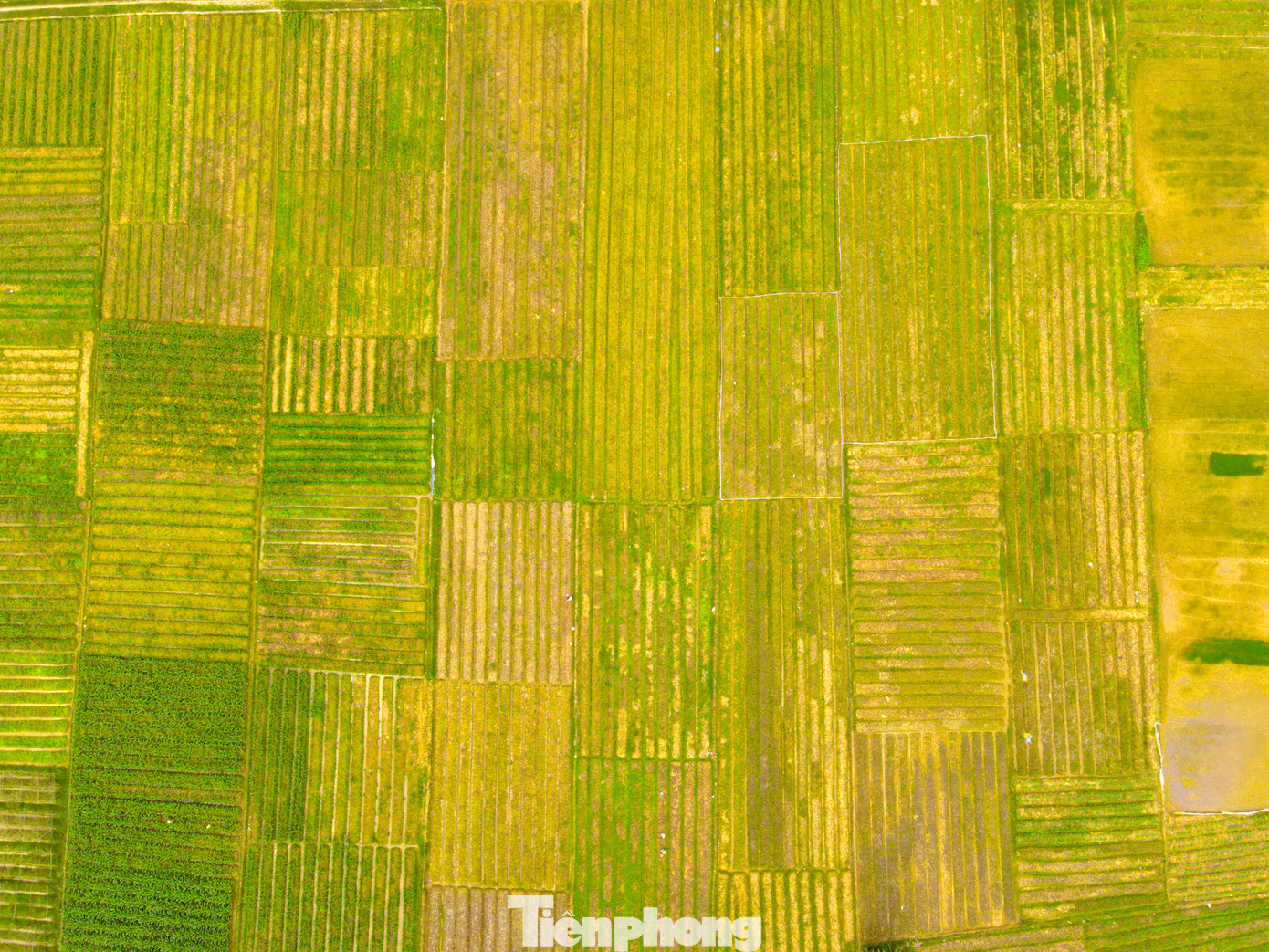 Hội Nông dân xã Nghi Thuận cũng vận động, xây dựng mô hình tổ hợp tác sản xuất củ hành tăm theo hướng VietGAP. Đến nay sản phẩm hành tăm của cơ sở sản xuất tổ hợp tác hành tăm xã Nghi Thuận đã được chứng nhận đạt tiêu chuẩn VietGAP, sản phẩm OCOP 3 sao.