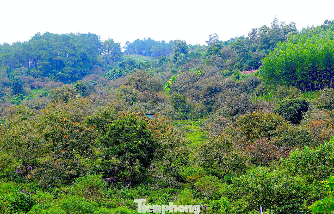 Lãnh đạo xã Nam Anh cho biết, hồng ở xã này chủ yếu được trồng ở chân núi và sườn núi Đại Huệ. Những năm gần đây, ngoài thu hoạch quả bán, người dân đã tận dụng khung cảnh đẹp của vườn hồng để làm du lịch sinh thái, bán vé cho du khách tham quan, chụp hình lưu niệm.