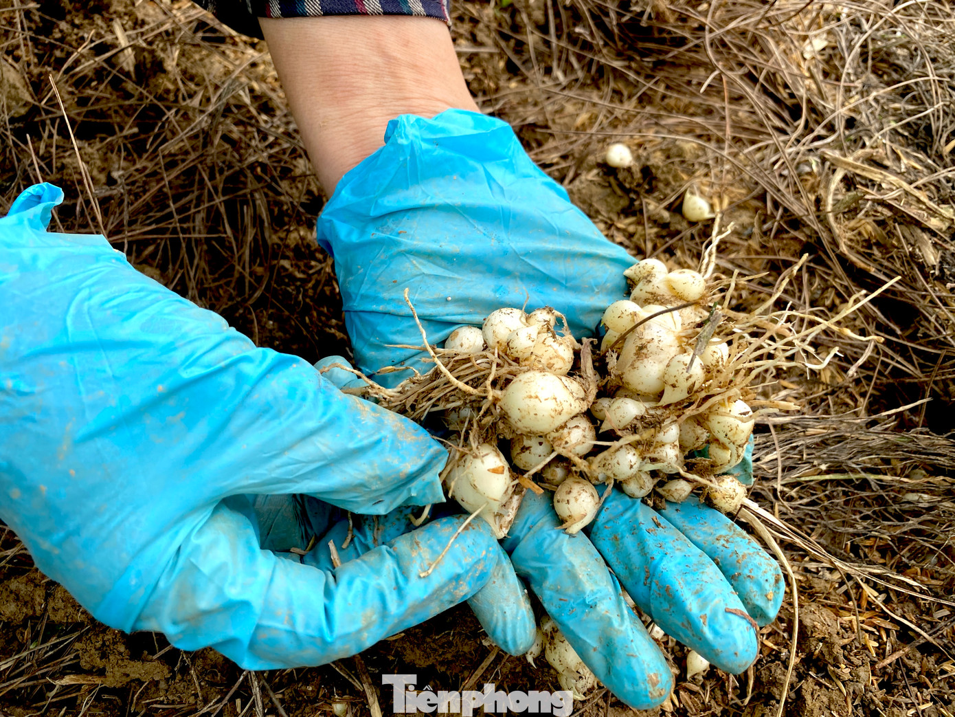 “Hôm qua, hôm trước các thương lái đến thu mua 30.000 đồng/1 kg thì hôm nay giá chỉ còn xuống 28.000 đồng/1kg. Không biết ít ngày nữa sẽ xuống thế nào”, bà Nhâm nói và cho biết, giá thấp nên chỉ một mình bà ra thu hoạch. Việc thu hoạch bằng thủ công nên tốn thời gian. Mỗi ngày, bà Nhâm chỉ thu hoạch được khoảng 20-30kg củ hành tăm.