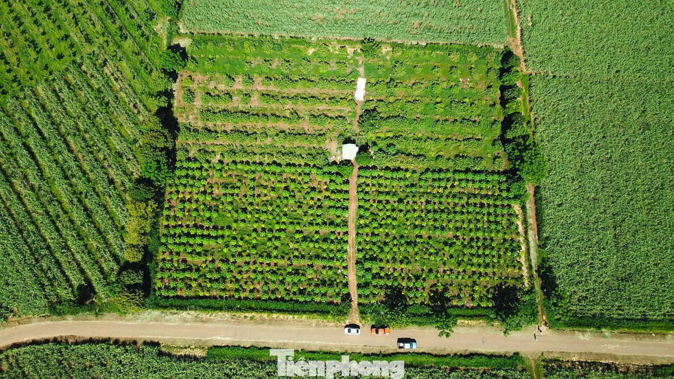 13,3ha đu đủ của Hợp tác xã Nông nghiệp Tây Hiếu đã chín và rụng rất nhiều do không được thu mua kịp thời.