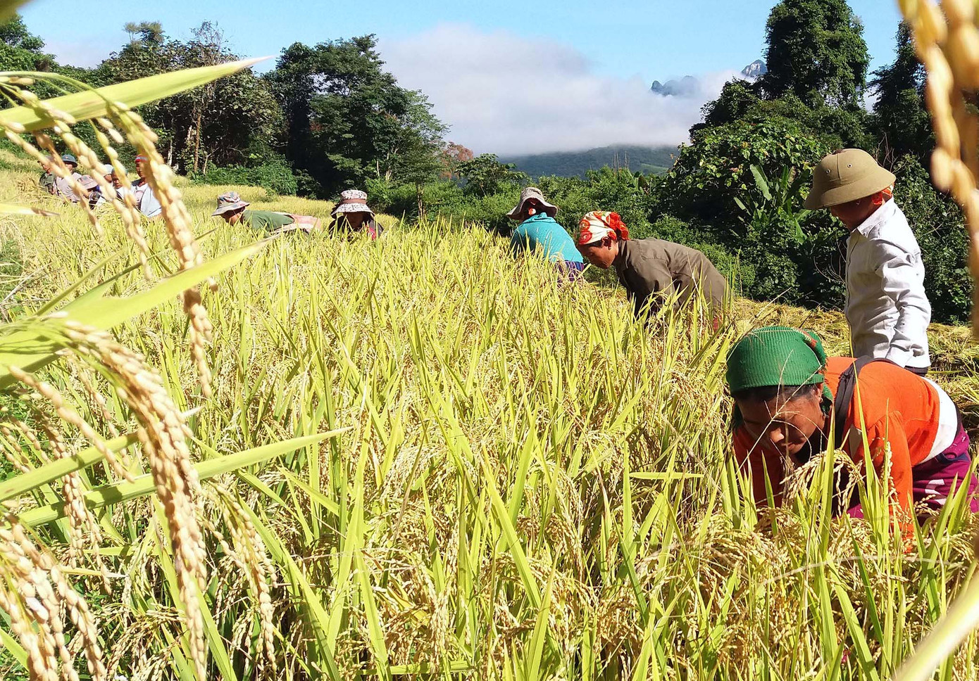 Khi lễ cúng kết thúc, người dân lên rẫy thu hoạch lúa rồi cùng nhau quây quần thụ hưởng mâm lễ. Ảnh: Lữ Phú.
