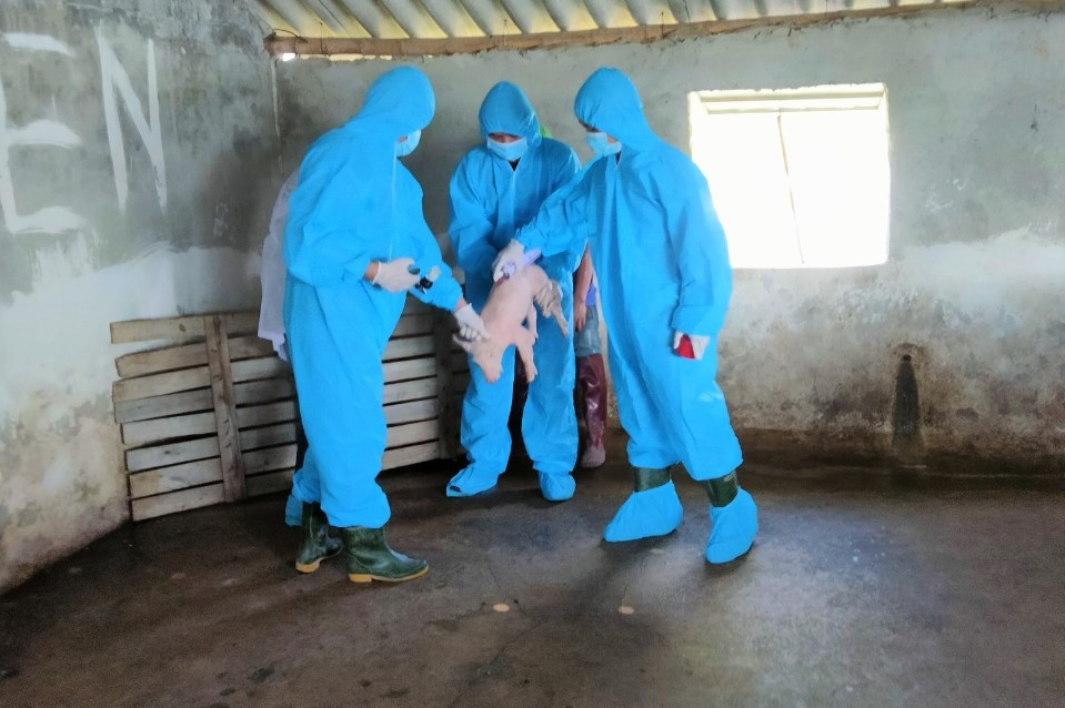 Cơ quan chức năng tiêm phòng dịch cho lợn để hạn chế lây lan trên diện rộng.