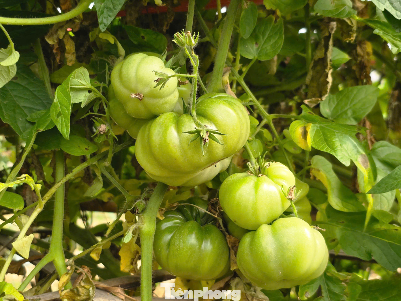 “Từ tháng 8 năm ngoái tôi bắt đầu xuống giống rồi chăm sóc. Đến dịp Tết Nguyên đán thì bắt đầu cho thu hoạch và kéo dài đến tháng 4 năm sau”, chị Giang nói.