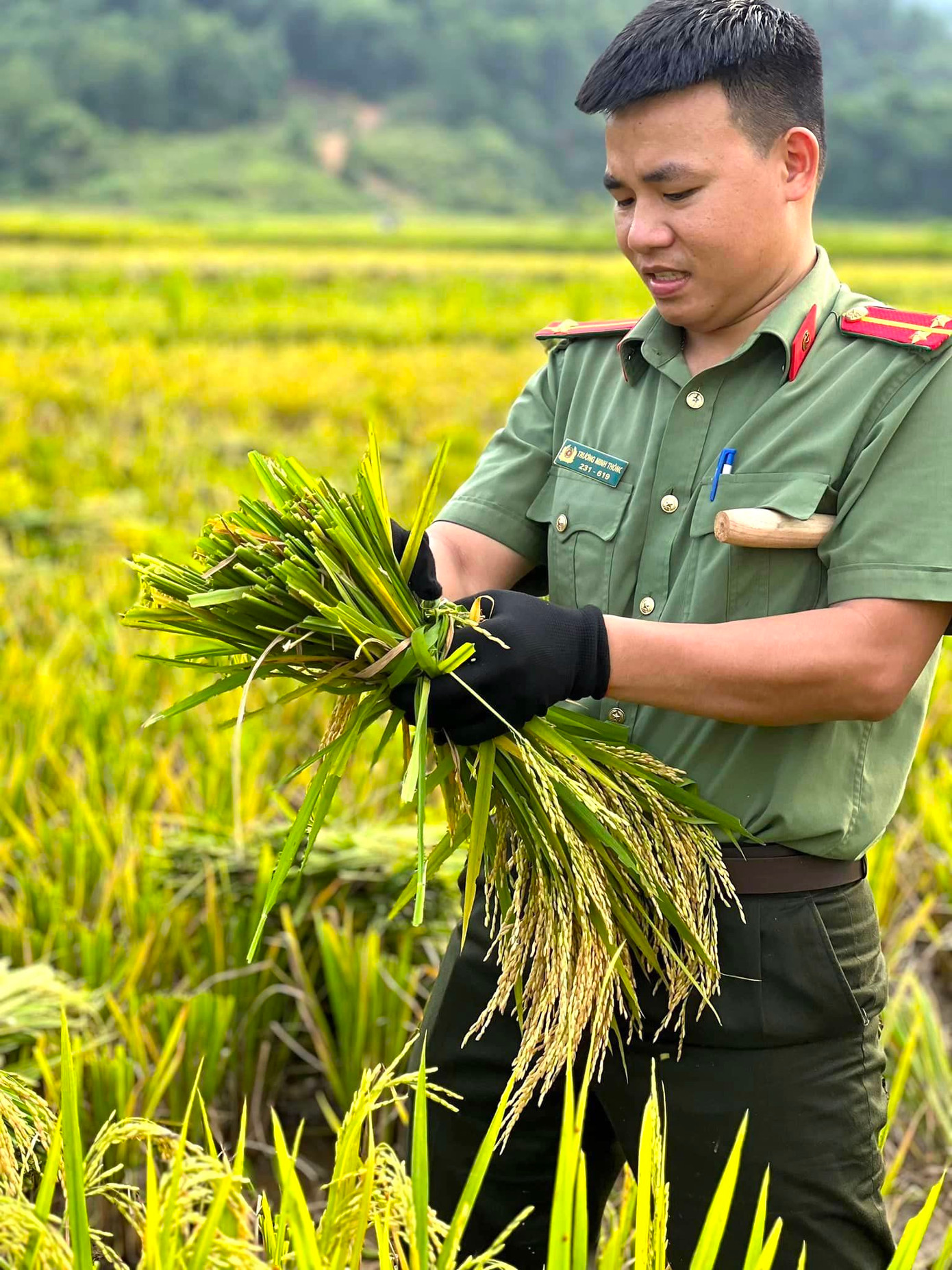 Dưới thời tiết nắng nóng, oi bức, các đoàn viên thanh niên Công an huyện Quế Phong vẫn nhiệt tình gặt lúa giúp người dân.