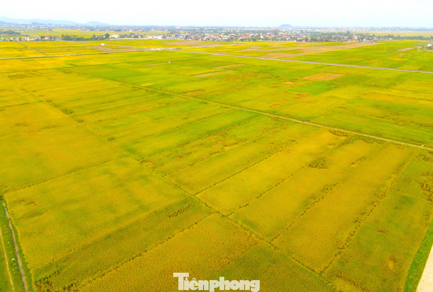 Những cánh đồng bắt đầu được phủ lên một màu vàng rực của lúa chín.