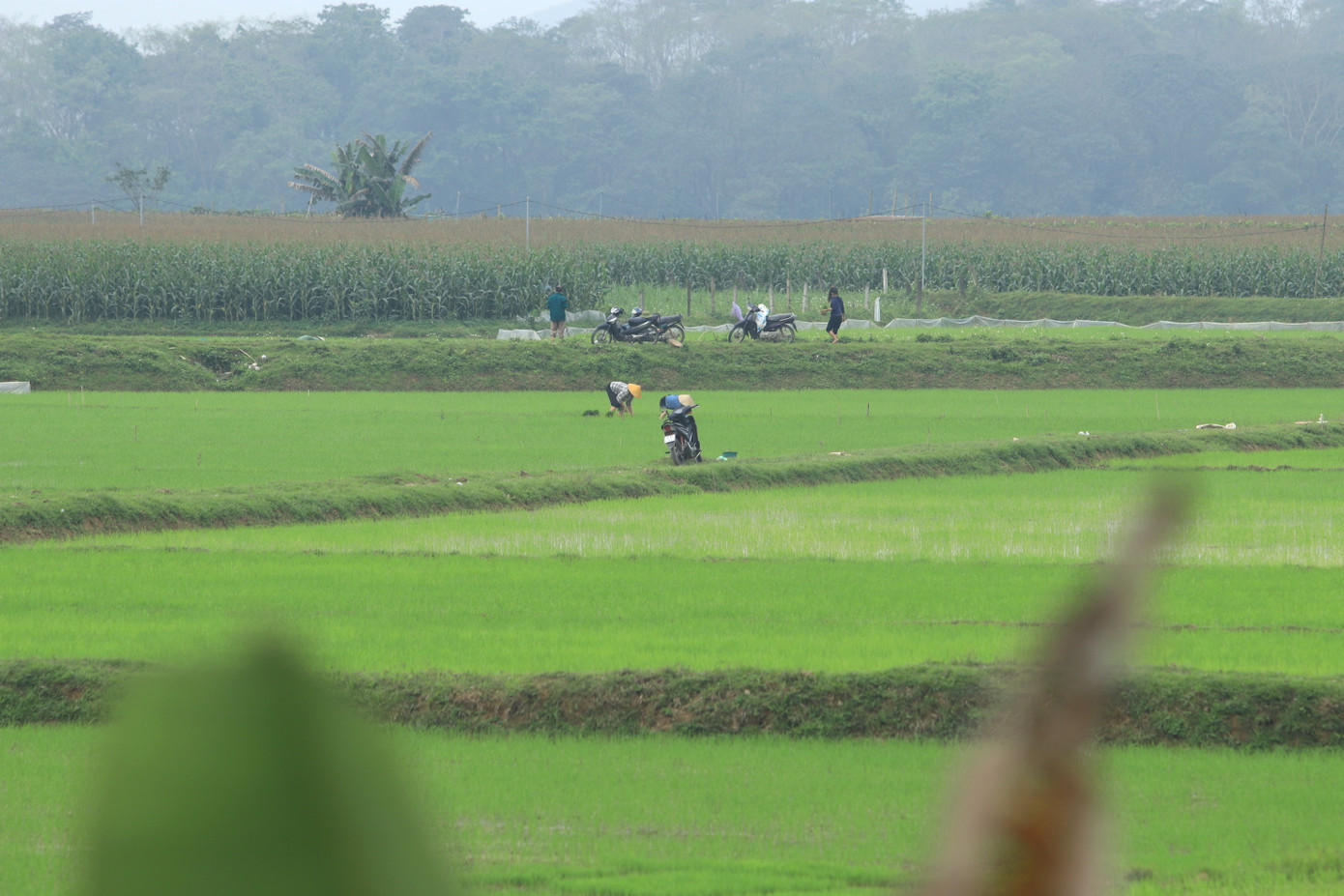 Nhờ những phiên chợ mua bán mạ non, nhiều ruộng lúa của người dân được "lấp đầy chỗ trống".