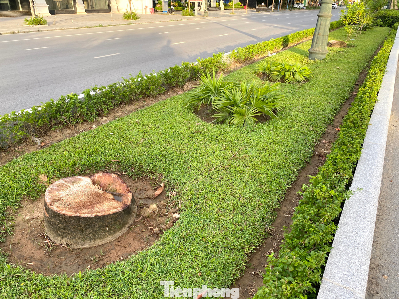 Khoảng 1 tuần qua, hàng loạt cây cau vua trồng giữa dải phân cách Đại lộ Lê Nin đã bị chặt bỏ. Khoảng 1 tuần qua, hàng loạt cây cau vua trồng giữa dải phân cách Đại lộ Lê Nin đã bị chặt bỏ.