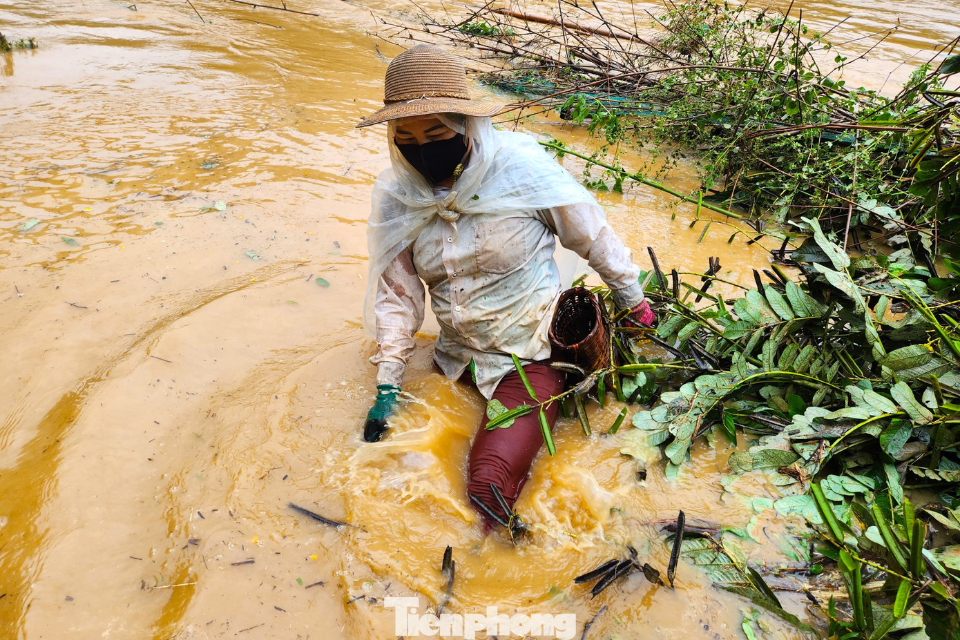 Để bắt được cá, người dân vừa dùng vợt xúc, vừa phải dùng chân dẫm liên tục dưới mặt nước để đánh động cá chạy hướng về phía chiếc vợt của mình. Để bắt được cá, người dân vừa dùng vợt xúc, vừa phải dùng chân dẫm liên tục dưới mặt nước để đánh động cá chạy hướng về phía chiếc vợt của mình.