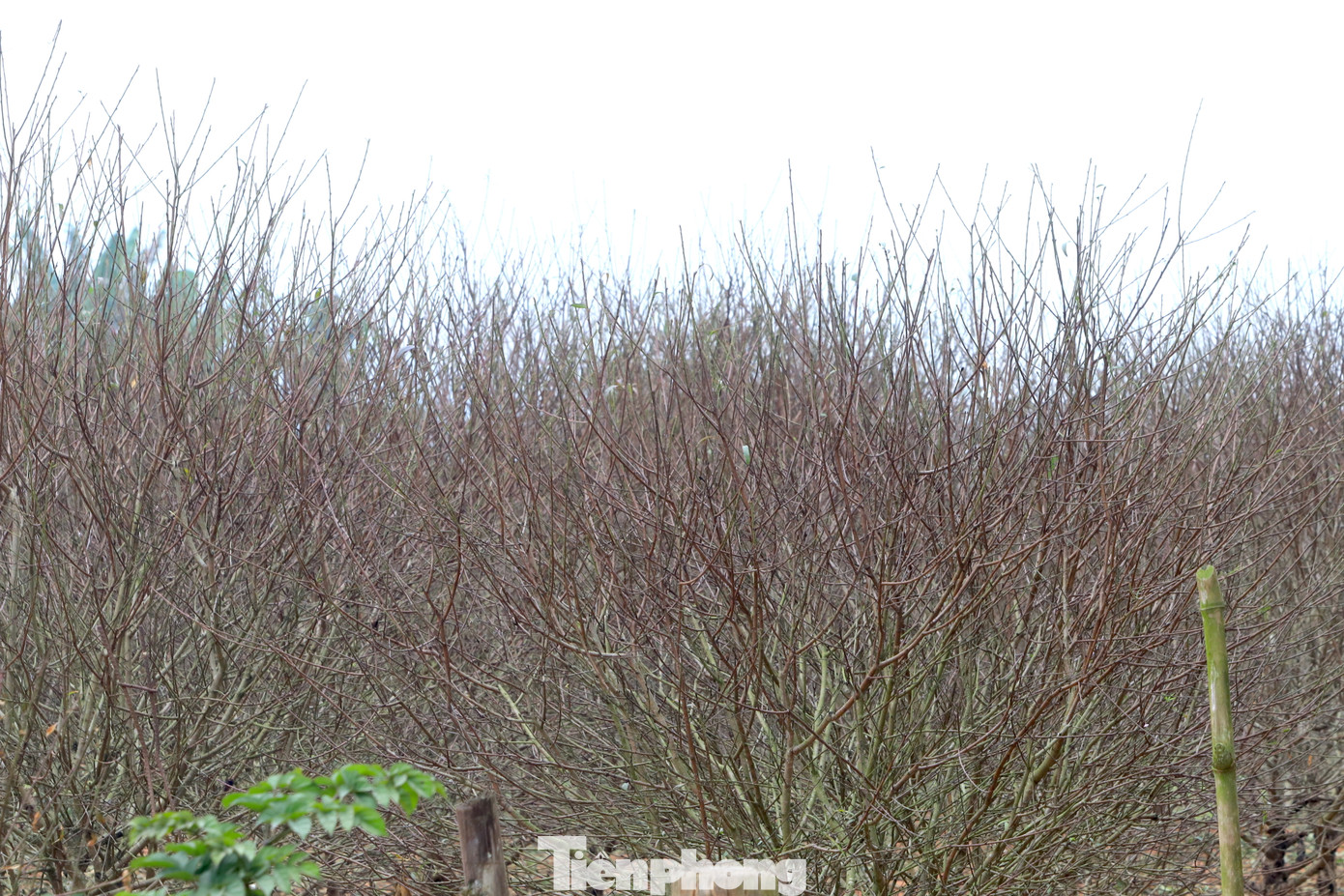 Trước đây người dân làng Kim Thành chỉ trồng cây đào chơi tết. Tuy nhiên, khi cây đào đẹp và được ưa chuộng trên thị trường, người dân mở rộng diện tích trồng để bán. Nhiều hộ dân chọn cây đào làm cây chủ lực cho kinh tế của gia đình.