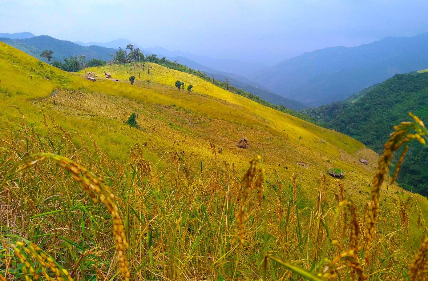 Toàn xã Keng Đu (huyện Kỳ Sơn) có hơn 700 ha trồng lúa rẫy và lúa nước. Ảnh: Lữ Phú.