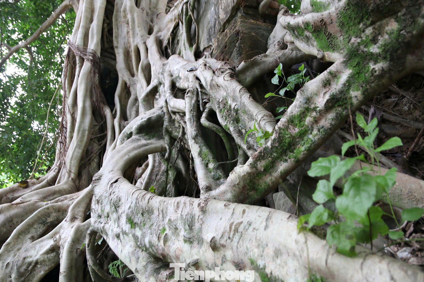 Rễ cây đa uốn lượn ôm trọn cánh cổng.