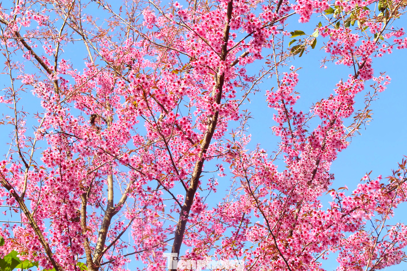 Huyện Kỳ Sơn cho hay, trong đợt trồng cây đầu Xuân 2024, trên địa bàn huyện đã trồng hàng nghìn cây hoa anh đào và sẽ tiếp tục nhân rộng trong thời gian tới. Khi cây tốt cho ra hoa sẽ là điểm nhấn để du khách nhớ đến mảnh đất Kỳ Sơn.