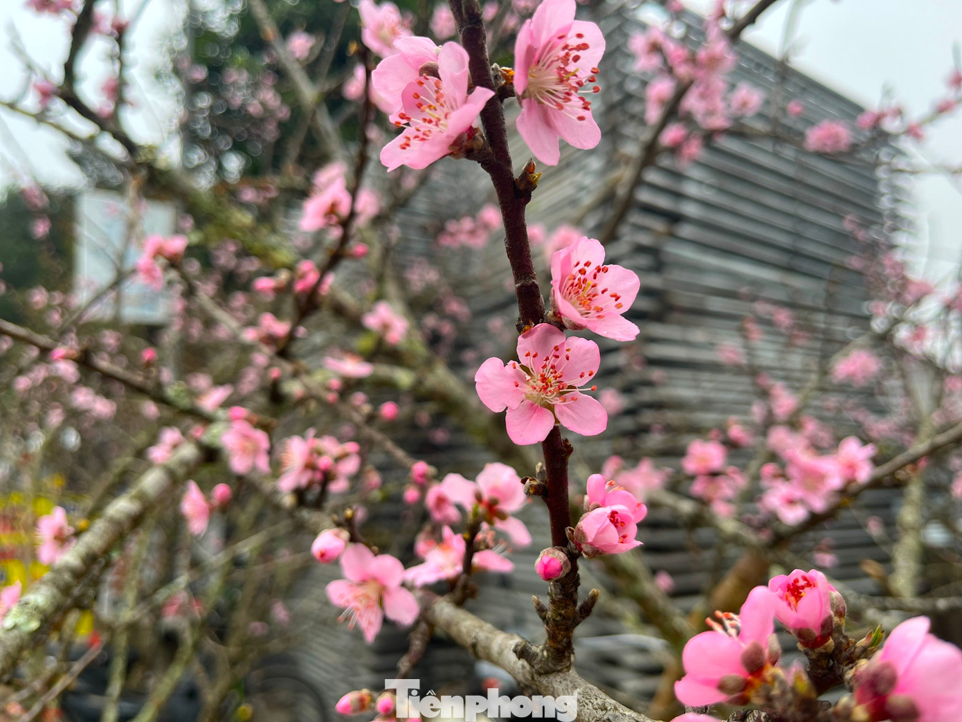 Tuy nhiên khi nở, hoa của loại đào này rất đẹp với bông hoa to.