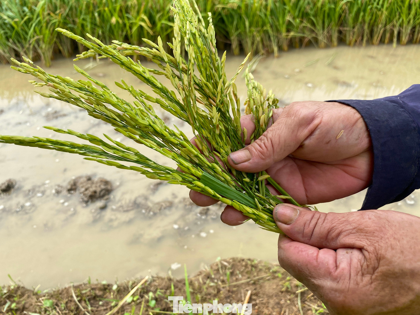 Đến thời kỳ thu hoạch nhưng bông lúa vẫn xanh và lép hạt.