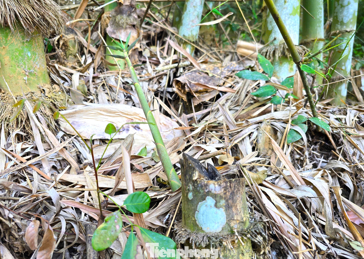 Sau khoảng thời gian ngắn thu hoạch, măng non bắt đầu mọc từ rễ và gốc cây cũ. Sau khoảng thời gian ngắn thu hoạch, măng non bắt đầu mọc từ rễ và gốc cây cũ.