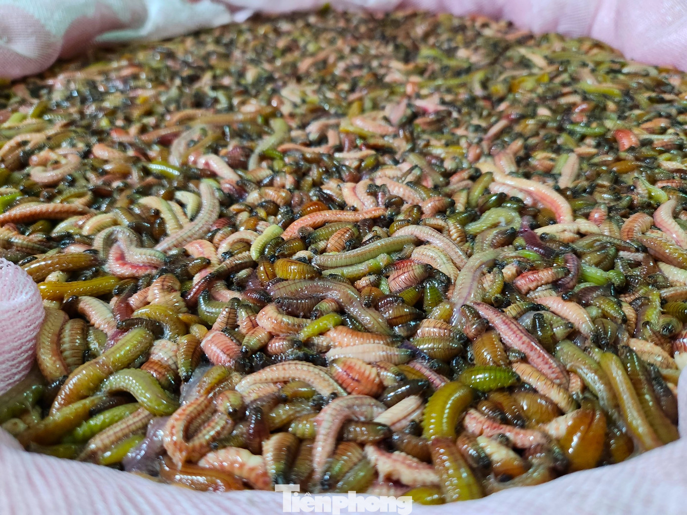 Rươi được ví như con “rồng đất”. Bởi rươi là loài nhuyễn thể sinh sống trong bùn đất ở vùng ruộng đồng tiếp giáp với nước ngọt và nước lợ. Mùa rươi xuất hiện vào những tháng 10, tháng 11 âm lịch hàng năm và thường chỉ nổi vào các ngày rằm hoặc mùng Một đầu tháng. Rươi được chế biến thành nhiều món ăn có giá trị dinh dưỡng cao. Chính vì thế, từ lâu, rươi đã có giá trị kinh tế lớn với giá bán giao động khoảng 400.000 đồng/kg.