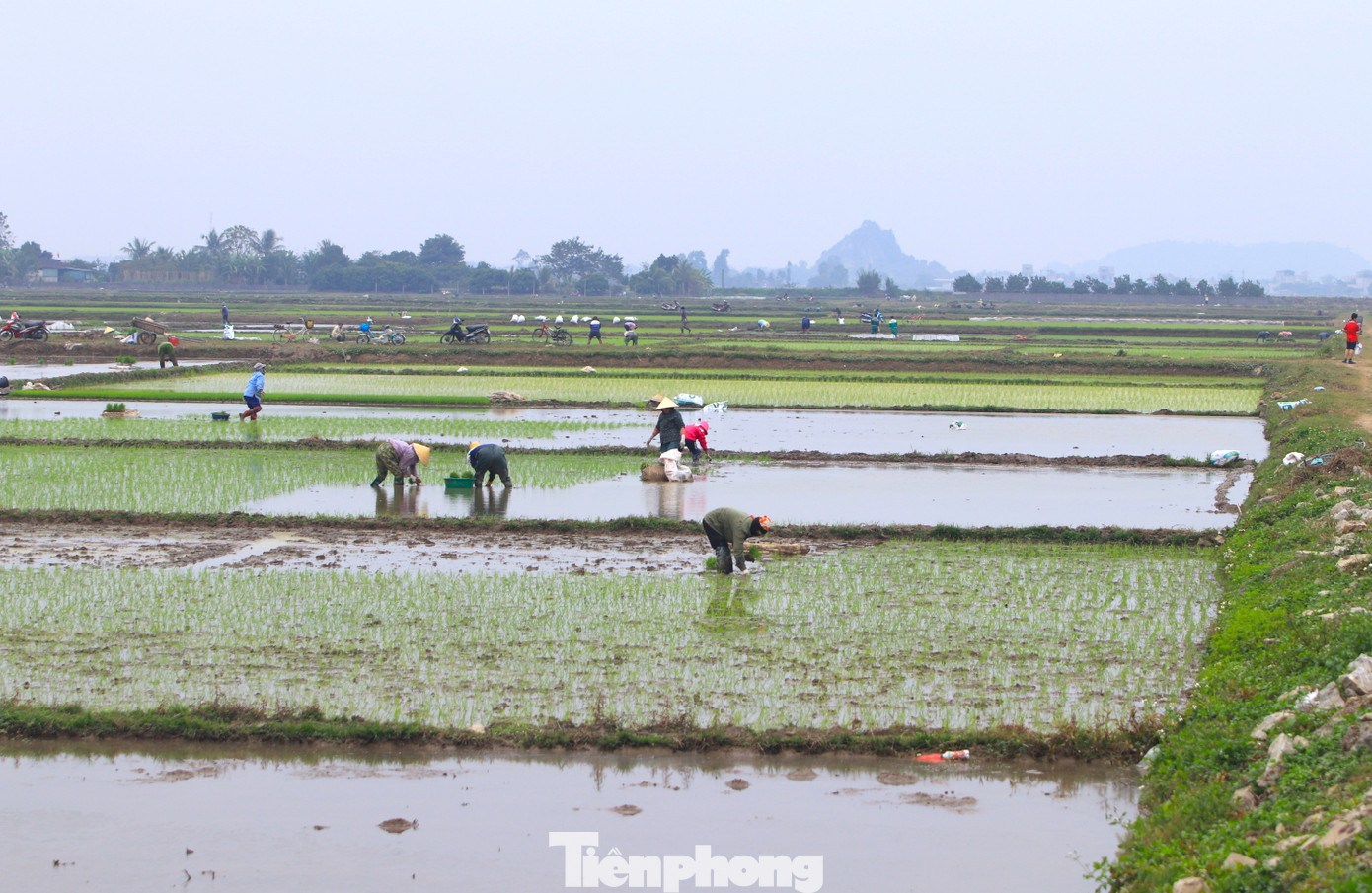 Những ngày giáp Tết Nguyên đán, khắp các cánh đồng lúa ở huyện Quỳnh Lưu, Yên Thành (Nghệ An) đều nhộn nhịp cảnh người nông dân làm đồng, cấy lúa. Đây là thời gian cao điểm cấy lúa vụ Xuân ở tỉnh Nghệ An.