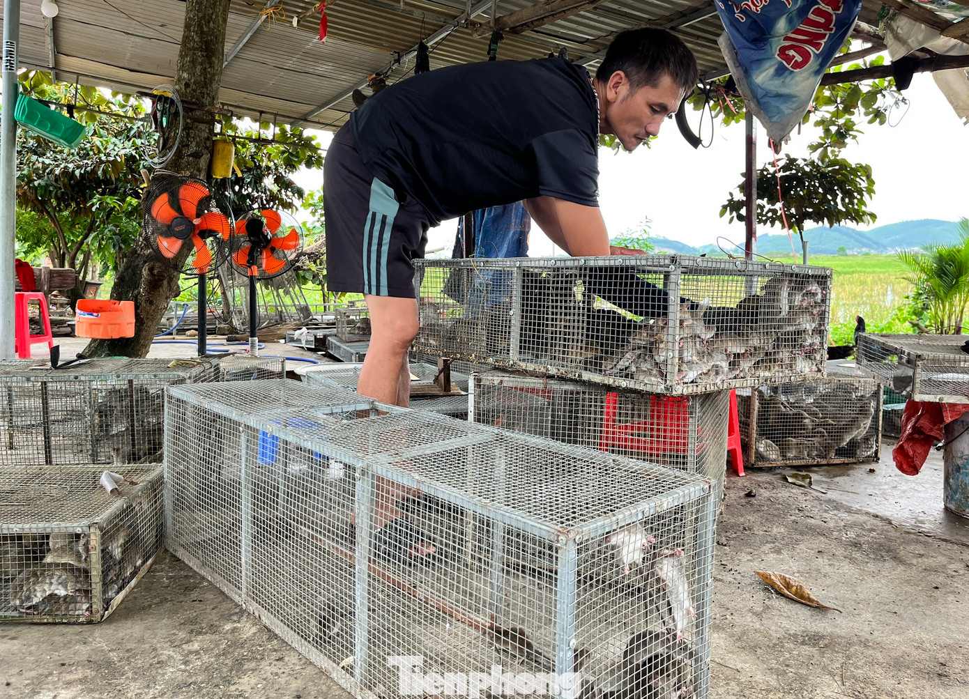 Anh Cung Đình Mậu - chủ một cơ sở thu mua chuột ở xã Đức Thành cho biết, mỗi ngày anh thu mua hơn một tấn chuột đồng để bán ra các tỉnh phía Bắc. Chuột đồng hiện được anh thu mua với giá 35.000-60.000 đồng/kg. Sau khi gom hàng từ những người thợ, anh Mậu phải phân loại chuột thành nhiều loại như loại 1, loại 2 để bán cho các nhà hàng, quán nhậu. Những con chuột nhỏ hơn được bán cho các cơ sở thu mua làm thức ăn cho trăn, rắn.