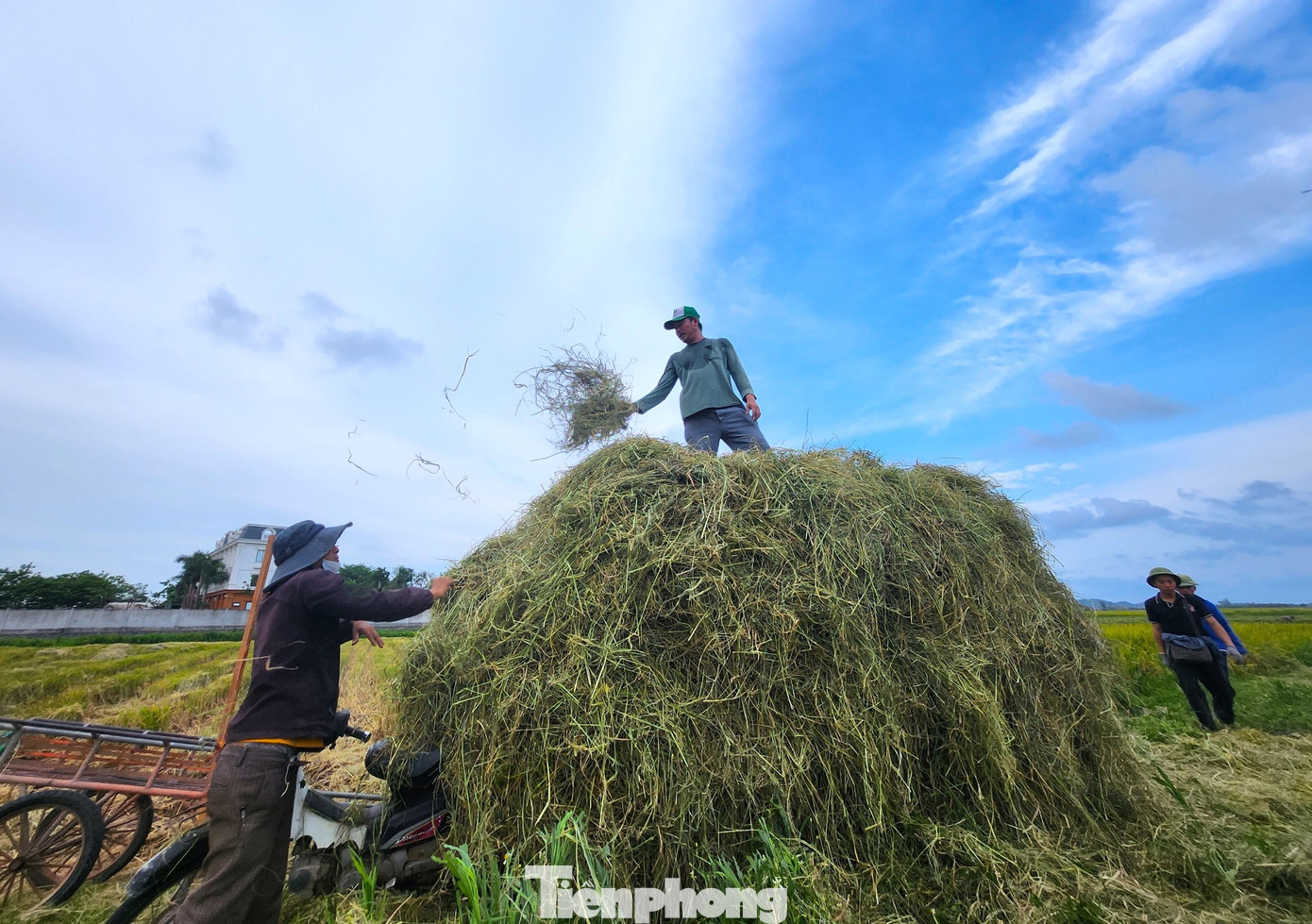 Để thu hoạch được nhiều rơm, người dân mang những tấm bạt lớn đi trên các thửa ruộng gom rơm rồi tập kết lên xe vận chuyển về.
