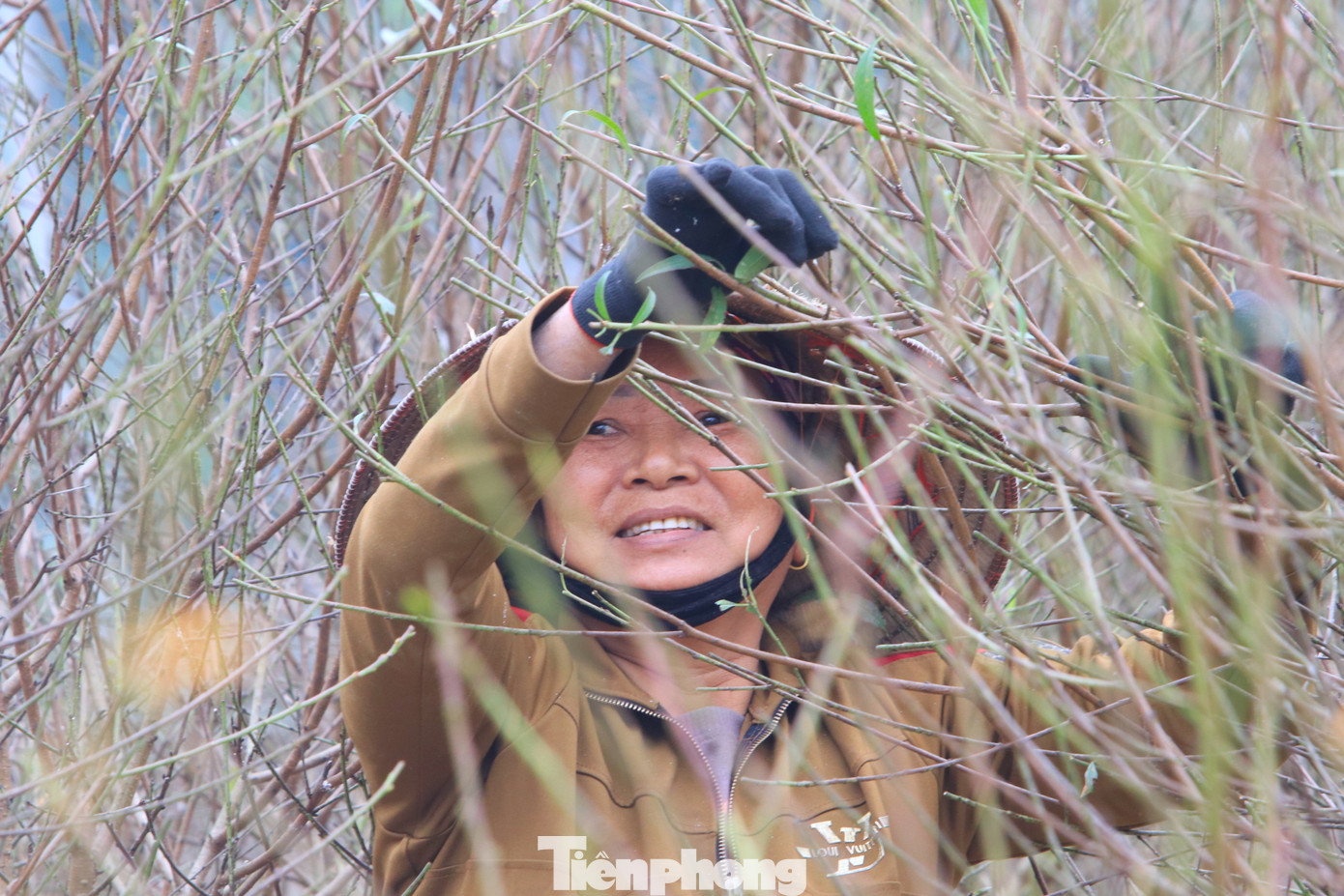 Cẩn thận níu cành cây rồi thoăn thoắt tuốt từng chiếc lá, bà Lương Thị Phượng (61 tuổi, trú ở xóm Trại Mắt, xã Kim Thành, huyện Yên Thành) cho hay, suốt 1 tuần qua gia đình bà dành trọn thời gian để tuốt lá cho cây đào.