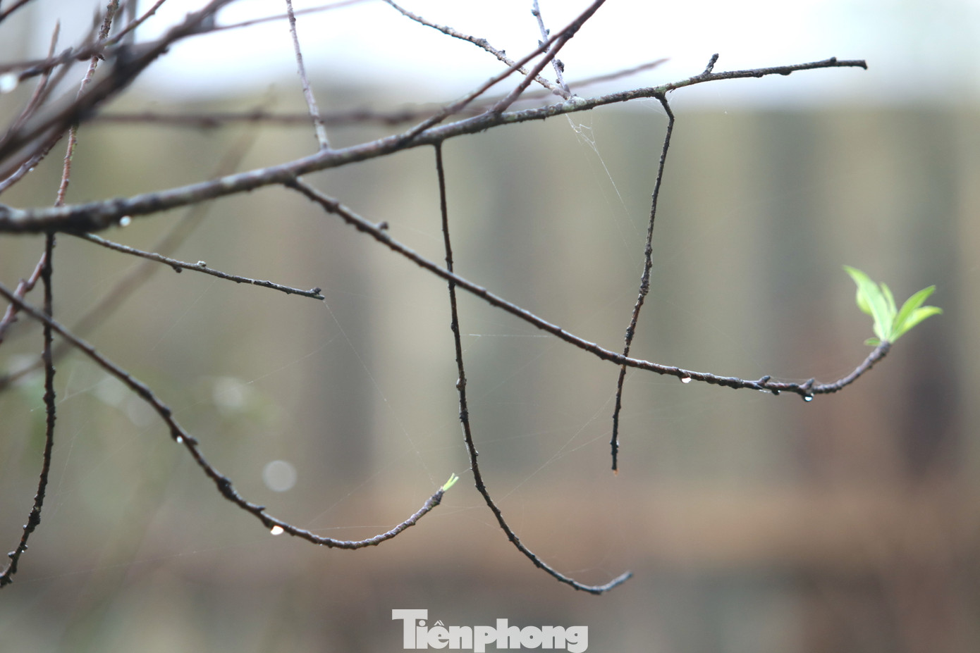 Những giọt sương mai đọng lại trên cành cây hoa đào tạo nên vẻ đẹp lãng mạn thời khắc giao mùa. Những giọt sương mai đọng lại trên cành cây hoa đào tạo nên vẻ đẹp lãng mạn thời khắc giao mùa.