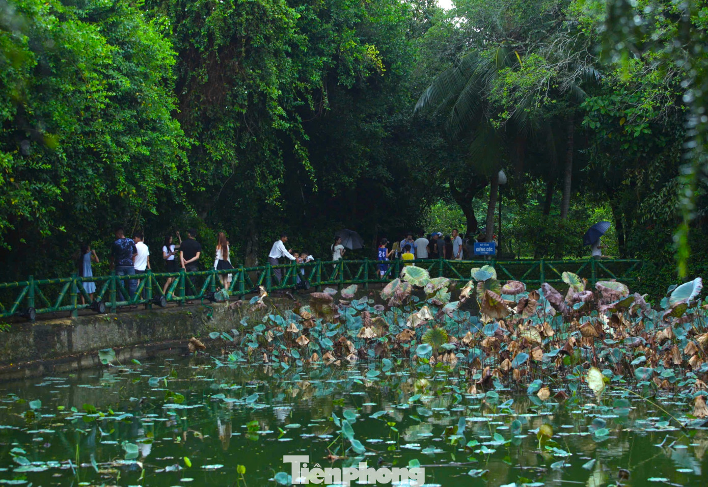 Trong tiết trời thu dịu mát, từng đoàn người hành hương về quê Bác. Trong tiết trời thu dịu mát, từng đoàn người hành hương về quê Bác.