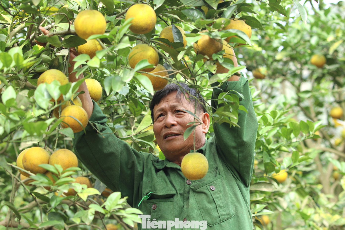 Ông Biên cho hay, trồng cam cũng không quá khó nhưng cần chú ý và xử lý nhanh khi gặp bất thường. Nếu không cả vườn cam sẽ “đổ sông đổ biển”. “Loại này khó tính, khó chiều, mẫn cảm với thời tiết, côn trùng phá hoại. Nhưng nếu biết cách và thường xuyên chú ý đến vườn cam thì cũng không khó lắm. Nếu nắng quá mình phải tưới nước để cấp ẩm. Nếu mưa quá nhiều phải tạo rãnh thoát nước chứ không sẽ úng rễ. Côn trùng, sâu bọ mỗi vườn có một cách làm riêng”, ông Biên nói và cho hay, vợ chồng ông ra thăm vườn cam hàng ngày để kịp chăm sóc.