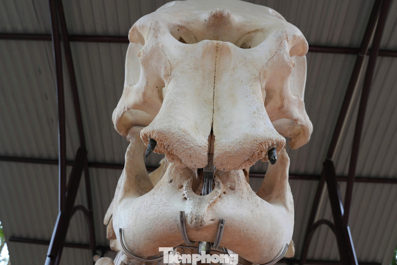 Đầu và răng voi được giữ nguyên bản. Đầu và răng voi được giữ nguyên bản.