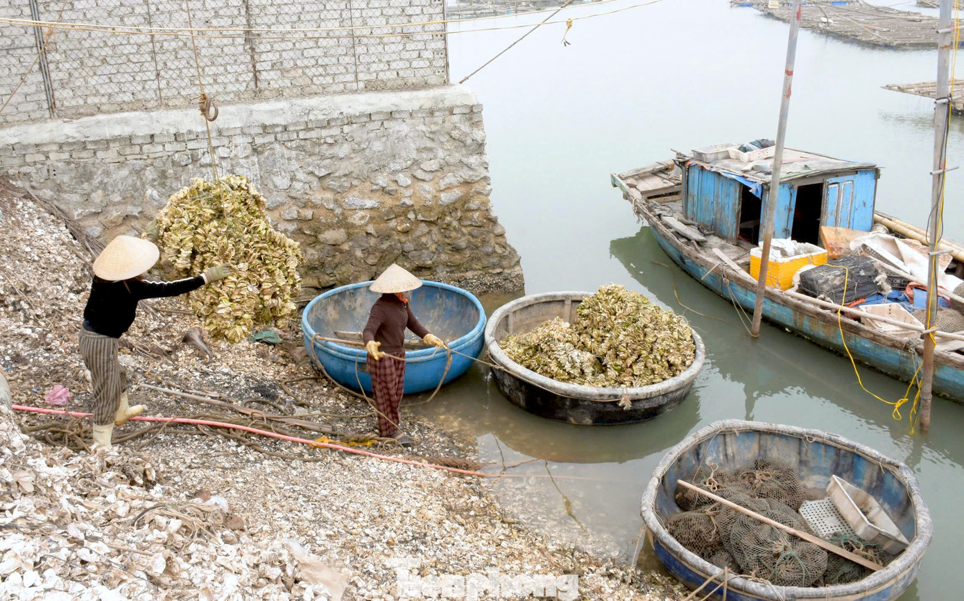 “Người nào chăm chỉ đi cạy vẹm ở chân cầu, bãi cọc cũng kiếm được từ 250 nghìn đồng đến 300 nghìn đồng 1 ngày. Có người đi làm thuê đẽo, bốc vác vẹm được trả công hơn 300 nghìn đồng. Từ đó người dân, người lao động có thêm nguồn thu kha khá”, ông Nguyễn Văn Tuấn (trú xã Quỳnh Lập) nói.
