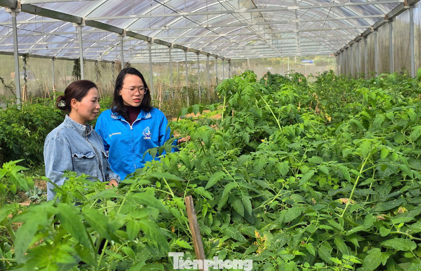 Tháng 7/2023, chị Giang thu hoạch vụ dưa đầu tiên. Nhờ dưa sạch, vị ngon ngọt nên sau khi trừ chi phí sản xuất và nhân công, chị Giang thu về hơn 170 triệu đồng/2ha.