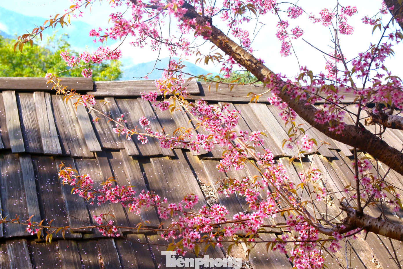 Hoa anh đào nở bên mái nhà bằng gỗ pơmu của đồng bào dân tộc Mông. Khi gió thổi, những cánh hoa rơi lấm tấm trên mái nhà tạo nên khung cảnh đẹp lãng mạn.