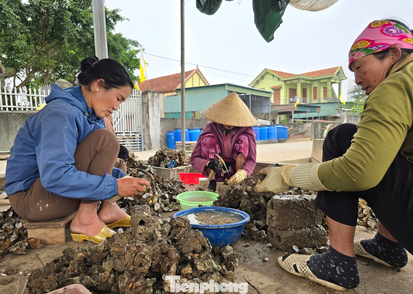 Bà Nguyễn Thị Danh (61 tuổi, trú xã An Hòa) cho hay, nghề đục hàu đến với bà từ thuở còn con gái. Ngày trước, bà thường theo người dân trong xã ra các bãi đá ngầm nơi cửa biển để đục, đẽo hàu tự nhiên. Những năm gần đây, tuổi cao sức yếu, nghề nuôi hàu phát triển mạnh nên bà Danh theo mọi người đến các cơ sở nuôi đục hàu thuê. Bà Nguyễn Thị Danh (61 tuổi, trú xã An Hòa) cho hay, nghề đục hàu đến với bà từ thuở còn con gái. Ngày trước, bà thường theo người dân trong xã ra các bãi đá ngầm nơi cửa biển để đục, đẽo hàu tự nhiên. Những năm gần đây, tuổi cao sức yếu, nghề nuôi hàu phát triển mạnh nên bà Danh theo mọi người đến các cơ sở nuôi đục hàu thuê.