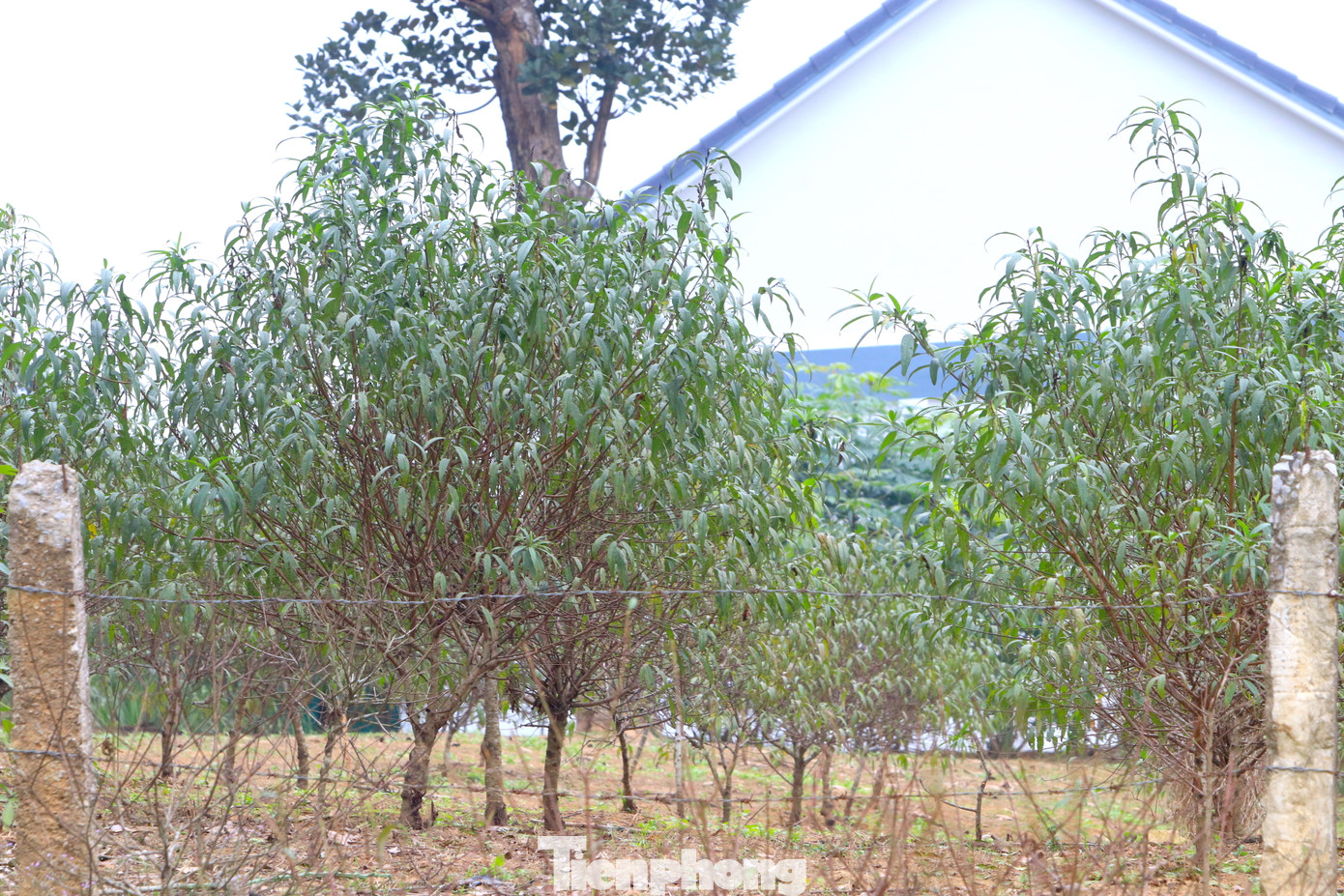 Người dân làng đào Kim Thành cho biết, trồng cây đào không khó nhưng yêu cầu chăm sóc tỉ mỉ. Đặc biệt phải theo dõi sát tình hình thời tiết để biết trời nắng nóng, mưa lạnh hay sương muối. Từ đó có biện pháp chăm sóc, phòng tránh cho cây kịp thời.