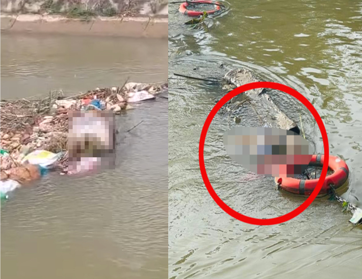 Lợn chết nghi do dịch tả lợn Châu Phi khiến người dân lo lắng ô nhiễm và dịch bệnh lan rộng.