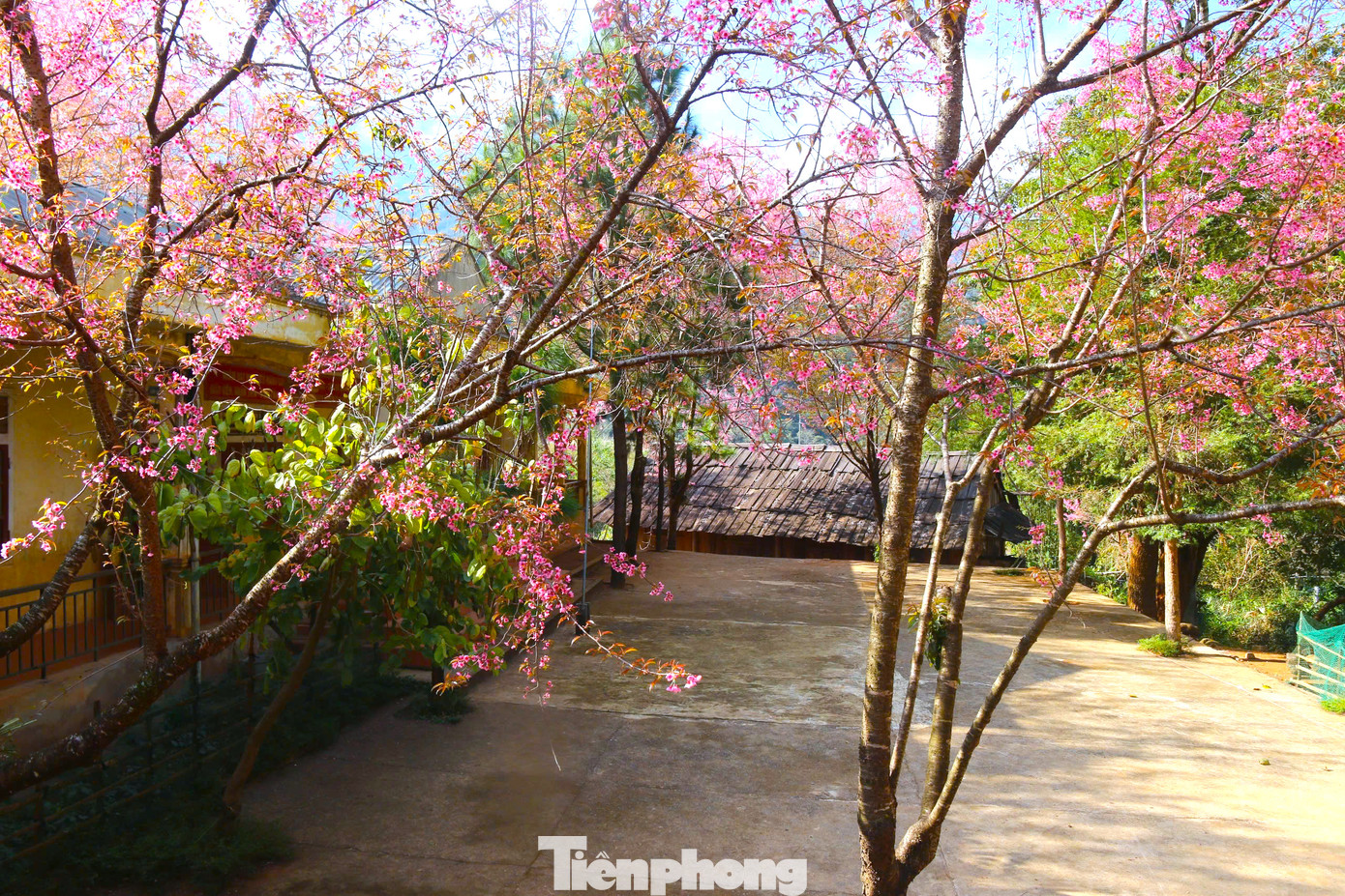Hoa anh đào nở trong sân trường PTDTBT Tiểu học Mường Típ 1.