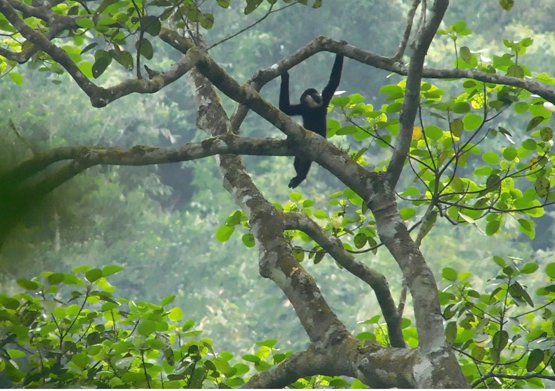 Hình ảnh con vượn má trắng được ghi nhận tại khu vực Pù Nhíp (xã Thông Thụ, huyện Quế Phong, Nghệ An). Hình ảnh con vượn má trắng được ghi nhận tại khu vực Pù Nhíp (xã Thông Thụ, huyện Quế Phong, Nghệ An).