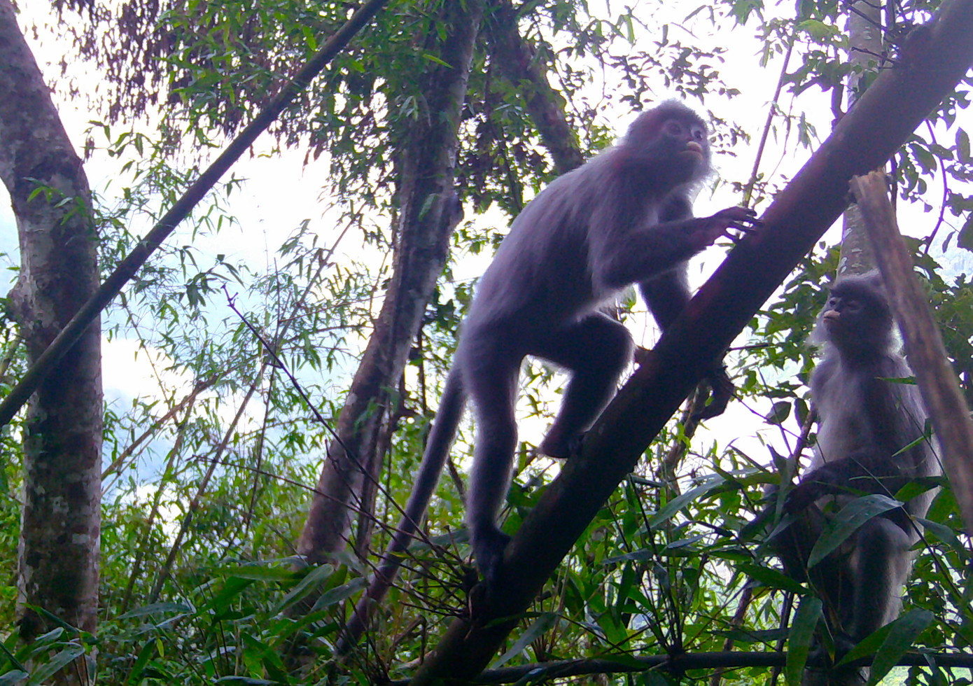 Những con voọc xám được ghi nhận tại xã Thông Thụ (huyện Quế Phong). Những con voọc xám được ghi nhận tại xã Thông Thụ (huyện Quế Phong).