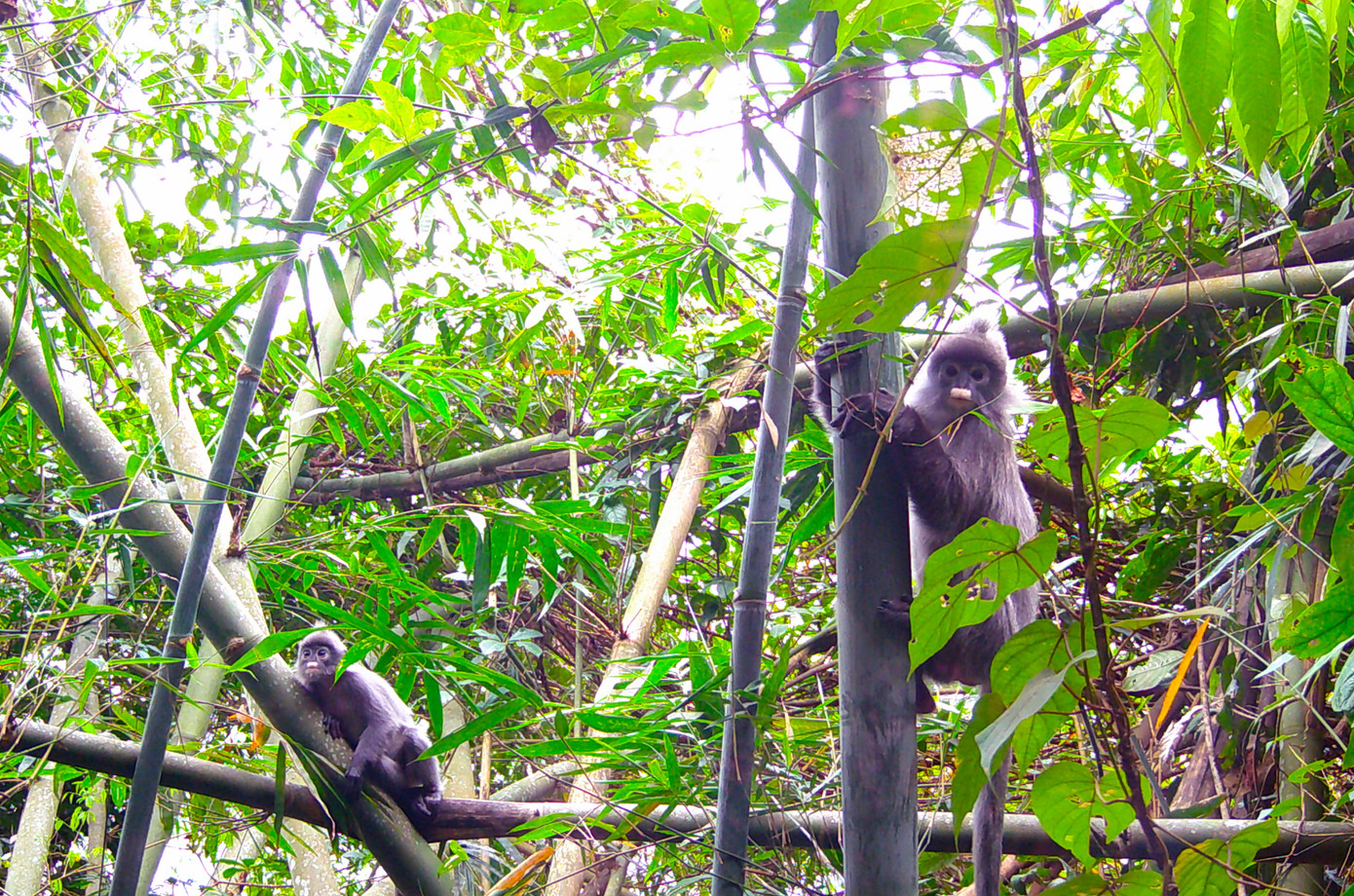 Những con voọc xám được ghi nhận tại xã Thông Thụ (huyện Quế Phong). Những con voọc xám được ghi nhận tại xã Thông Thụ (huyện Quế Phong).