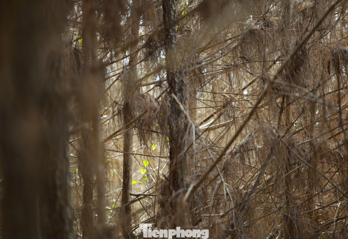 Lá cây thông bị sâu ăn rụng, vàng khô trên các cành cây.