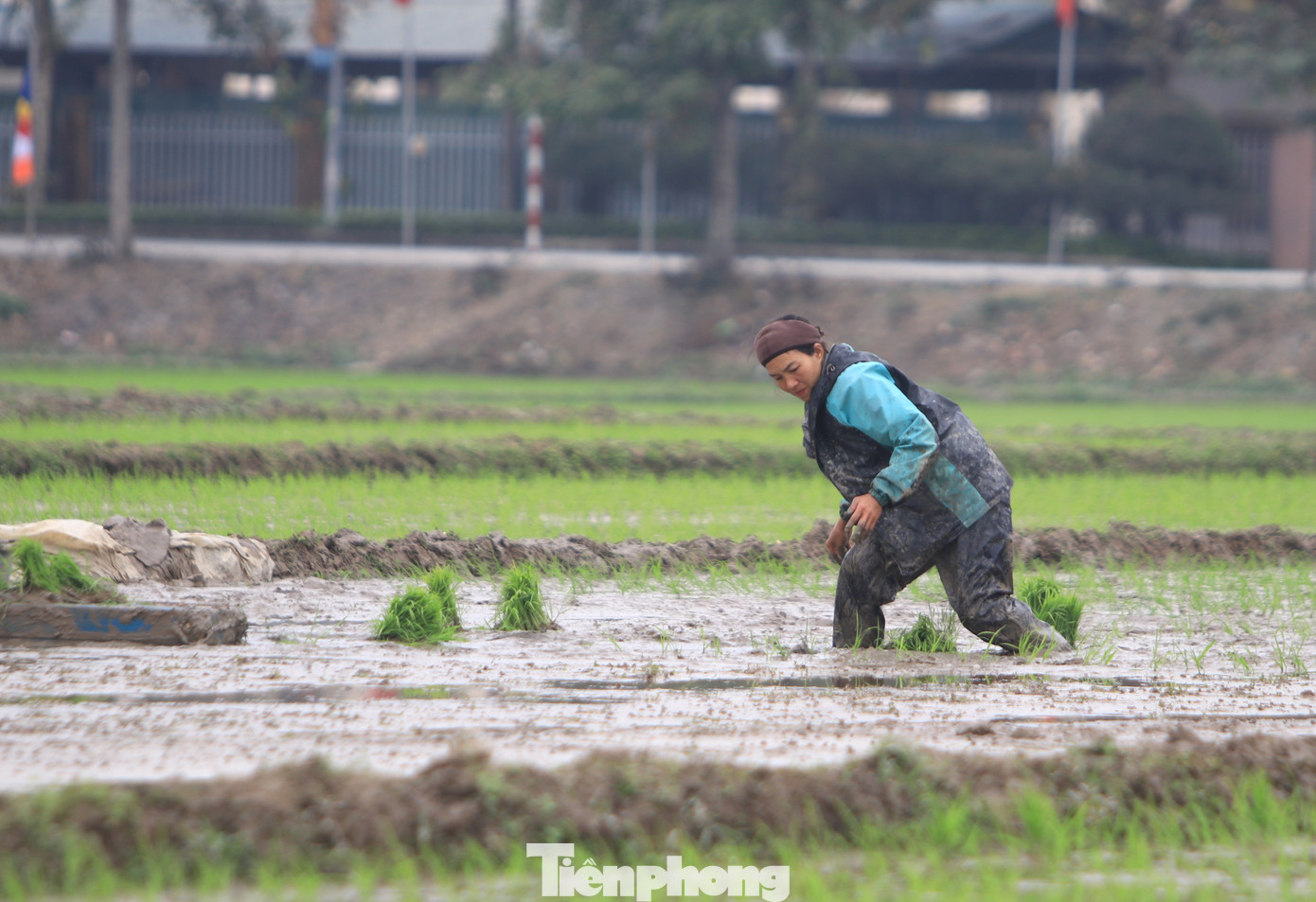 Cứ đến mùa vụ, sau khi hoàn tất việc đồng ruộng của gia đình, chị Nguyễn Thị Oanh (trú xã Quỳnh Giang, Quỳnh Lưu, Nghệ An) lại cùng các “đồng đội” đi khắp các cánh đồng trong và ngoài huyện để nhận cấy thuê.