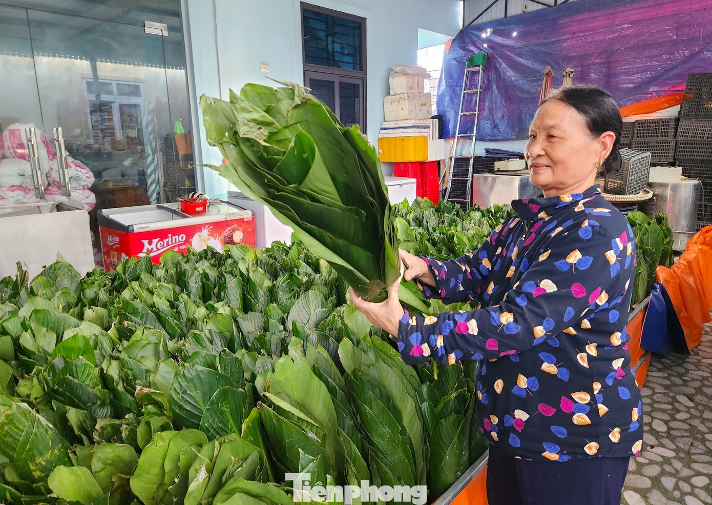 Trước khi gói bánh, lá dong sẽ được những người thợ rửa sạch rồi đem phơi khô trong gió. "Nếu lá ướt sẽ khó gói, nếu lá bị phơi nắng khô cũng sẽ không thể gói bánh. Dịp Tết này gia đình nhà tôi mua cả mấy vạn lá về để gói dần. Chứ sợ ít ngày nữa không có lá để mua", bà Bùi Thị Biên (67 tuổi) chia sẻ.