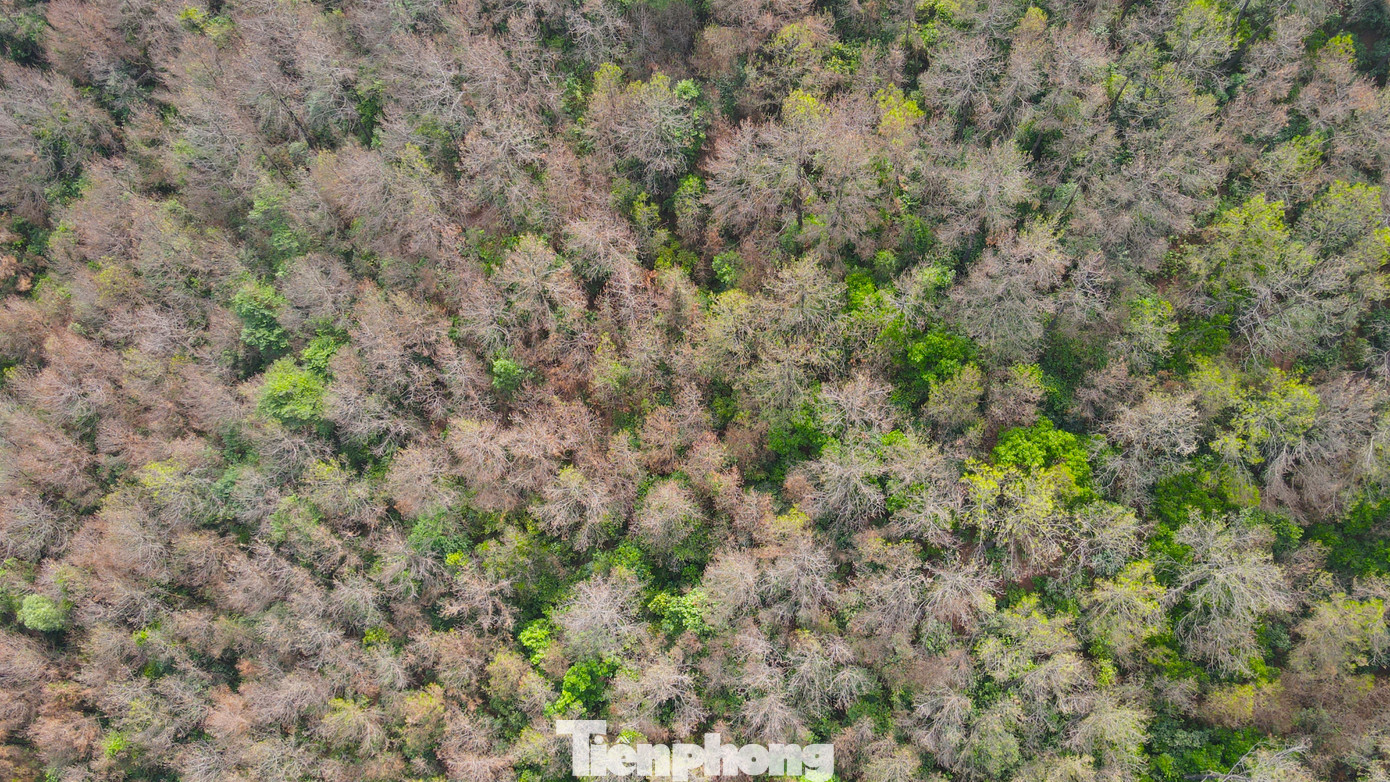 Có khoảng 450ha diện tích rừng bị nhiễm sâu róm mức độ trung bình với mật độ sâu khoảng 150-200 con/1 cây thông tại các khu vực rừng của các xã Nghi Yên, Nghi Tiến, Nghi Quang (huyện Nghi Lộc).