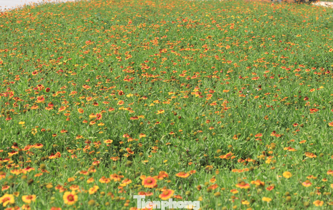 Theo đó, Lễ hội Hoa cúc biển sẽ có chuỗi các cuộc thi và hoạt động như “Trang trí điểm check-in hoa cúc biển” năm 2024 với chủ đề “Cúc biển Cửa Lò - Quà tặng của thiên nhiên”; cuộc thi lái xe điện giỏi; cuộc thi “Nữ thanh niên thanh lịch Cửa Lò 2024”; Hội thi vẽ tranh với chủ đề “Cửa lò - Cúc biển trong em” tại các trường học trên địa bàn. Lễ hội được tổ chức nhằm mục đích tôn vinh vẻ đẹp của loài hoa đặc trưng, mang biểu tượng du lịch của thị xã biển Cửa Lò.