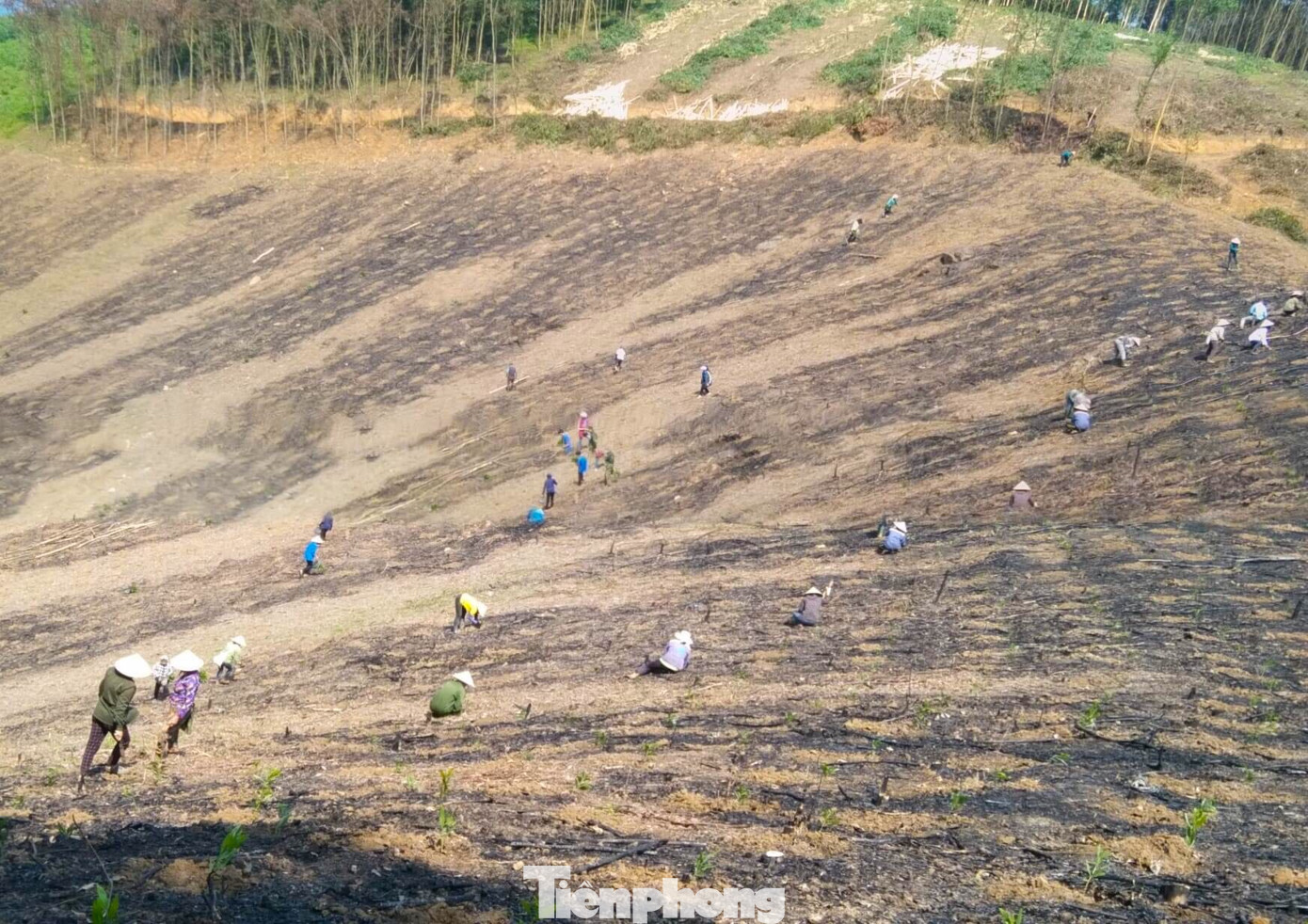 Ngày 4/4, chị Lữ Ánh Tuyết - Bí thư Đoàn xã Thành Sơn (huyện Anh Sơn, Nghệ An) cho biết, hơn 30 đoàn viên thanh niên của xã vừa phối hợp với các hội viên hội phụ nữ xã giúp đỡ 2 hộ dân có hoàn cảnh khó khăn, bệnh tật hiểm nghèo trồng lại cánh rừng keo sản xuất.