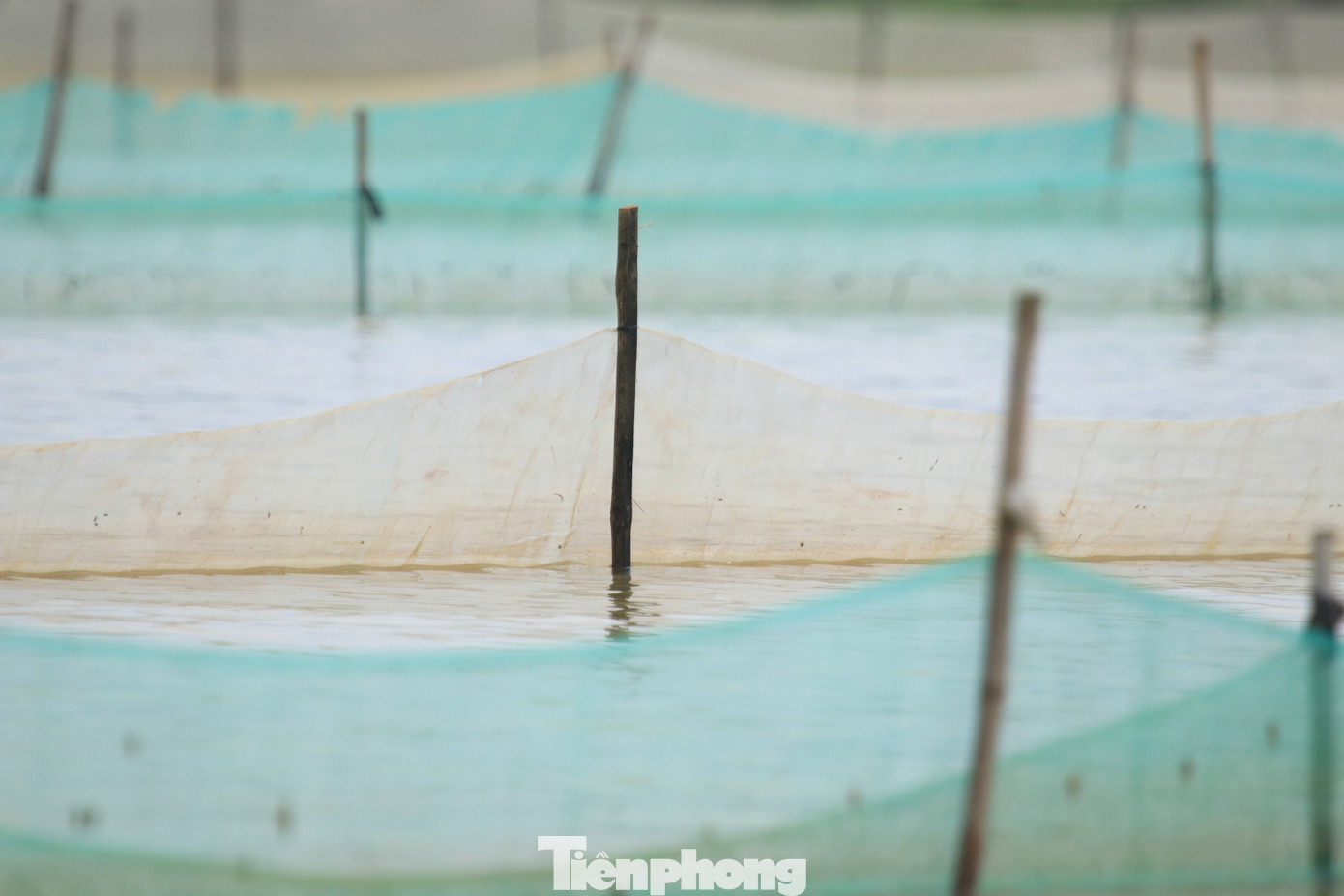 Những cánh đồng được người dân chăng kín lưới chờ vớt "lộc trời".