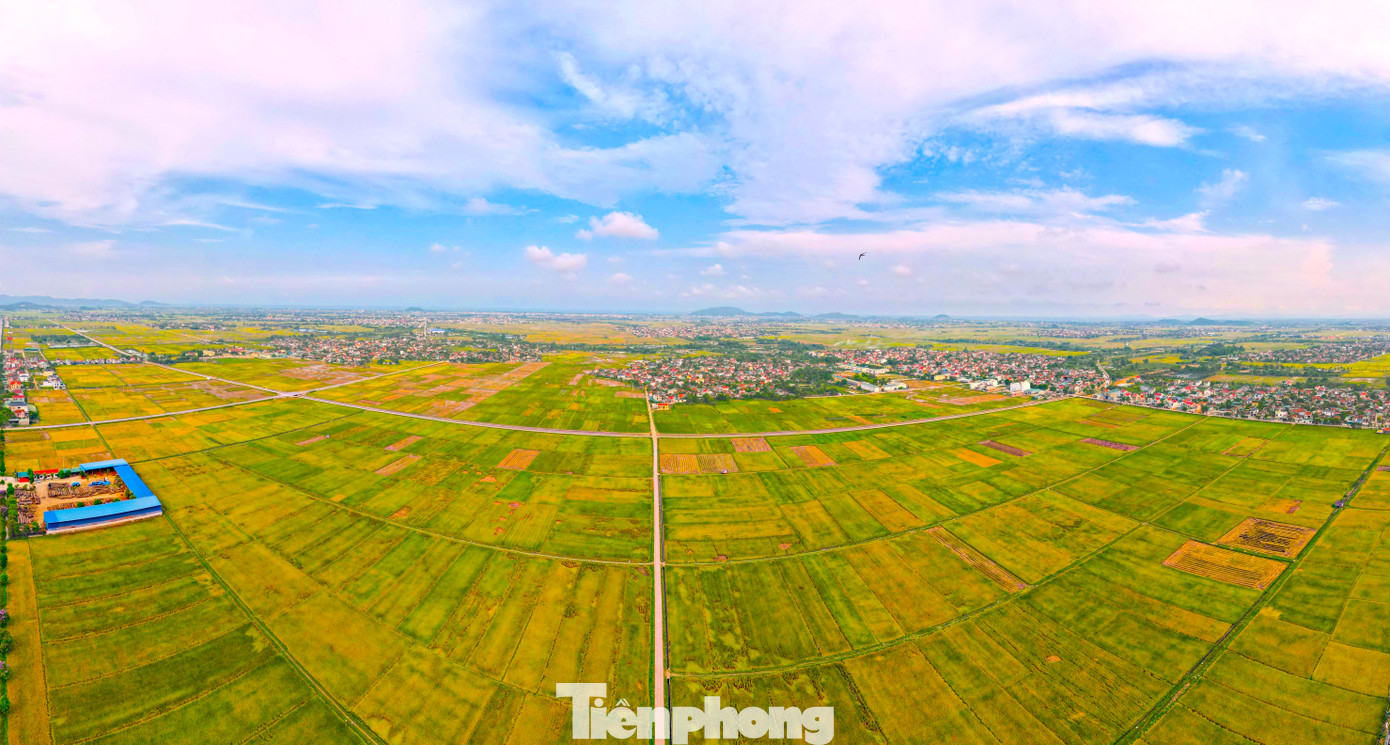 Trung tuần tháng 5, những cánh đồng lớn ở các huyện Yên Thành, Quỳnh Lưu, Nghi Lộc, Thanh Chương... (Nghệ An) đã "nhuộm" một màu vàng rực của lúa chín.