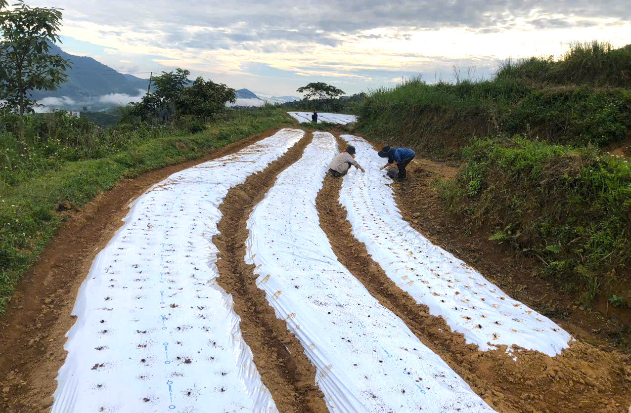 Cán bộ dự án và người dân triển khai trồng tỏi Sanuki tại xã biên giới Na Ngoi (Kỳ Sơn, Nghệ An).