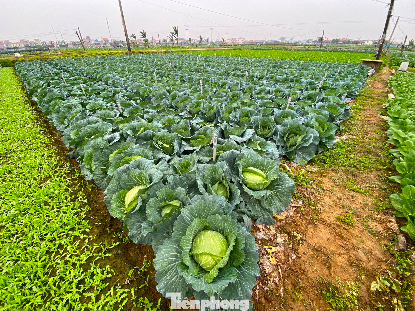 Đất trồng màu mỡ, người dân xã Minh Lương trồng đa dạng các loại cây từ bắp cải, súp lơ, rau cúc, rau cải đến cà chua, ớt, hành, mùi....