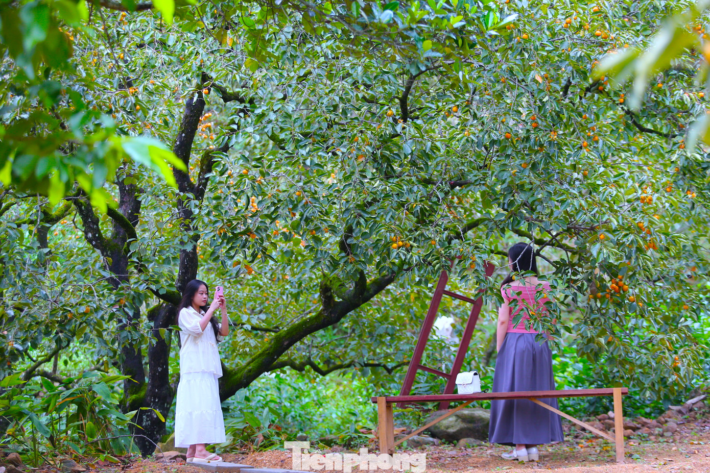 Ngoài điểm nhấn là vườn hồng cổ có tuổi đời cả trăm năm tạo nên vẻ đẹp hoang sơ, anh Sách còn cung cấp thêm nhiều dịch vụ để phục vụ du khách như cho thuê trang phục, phụ kiện và dịch vụ chụp hình cho du khách.